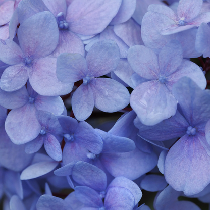 'Blue Enchantress®' Hydrangea | Hydrangea macrophylla