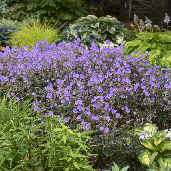 Boom Chocolatta Geranium | Geranium pratense