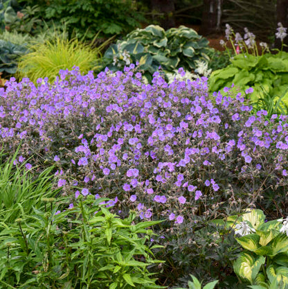 Boom Chocolatta Geranium | Geranium pratense