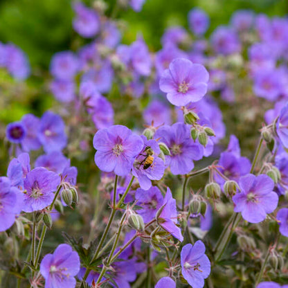 Boom Chocolatta Geranium | Geranium pratense