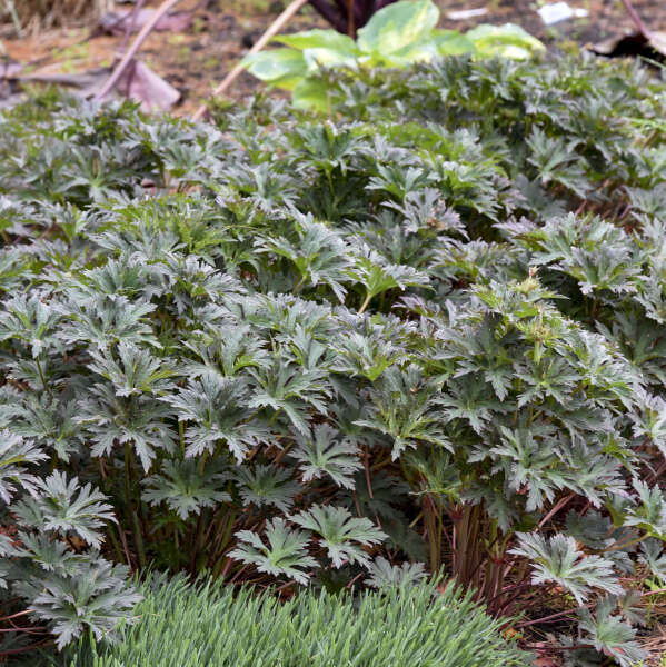 Boom Chocolatta Geranium | Geranium pratense