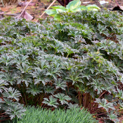 Boom Chocolatta Geranium | Geranium pratense