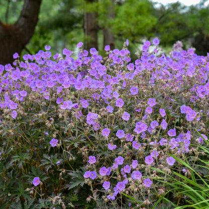 Boom Chocolatta Geranium | Geranium pratense