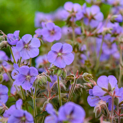 Boom Chocolatta Geranium | Geranium pratense