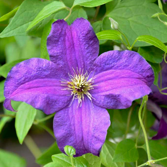 Boulevard® Ayako™ Clematis