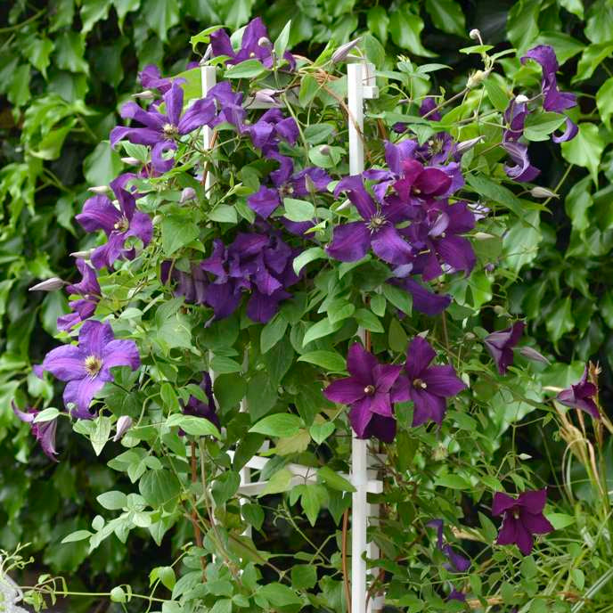 新品　ツルバイマリコオイカワ　Clematis Boulevard® Ayako™ Clematis – Mandy Spring Farm Nursery, Inc.