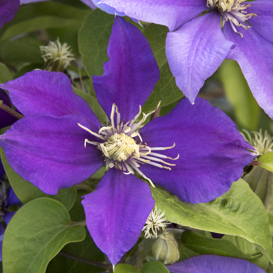 Boulevard® Olympia™ Clematis – Mandy Spring Farm Nursery, Inc.