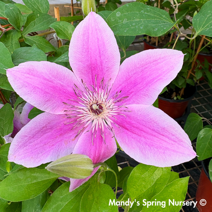 Boulevard® Yuan™ Clematis
