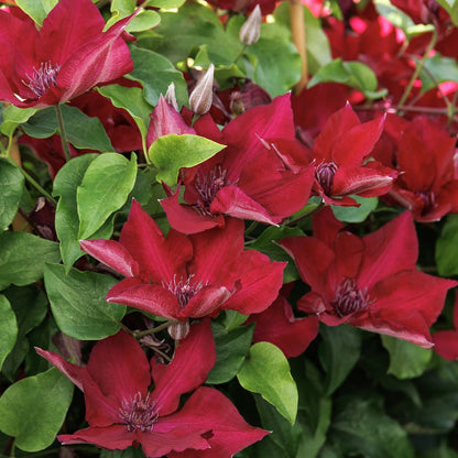 Boulevard® Nubia Clematis