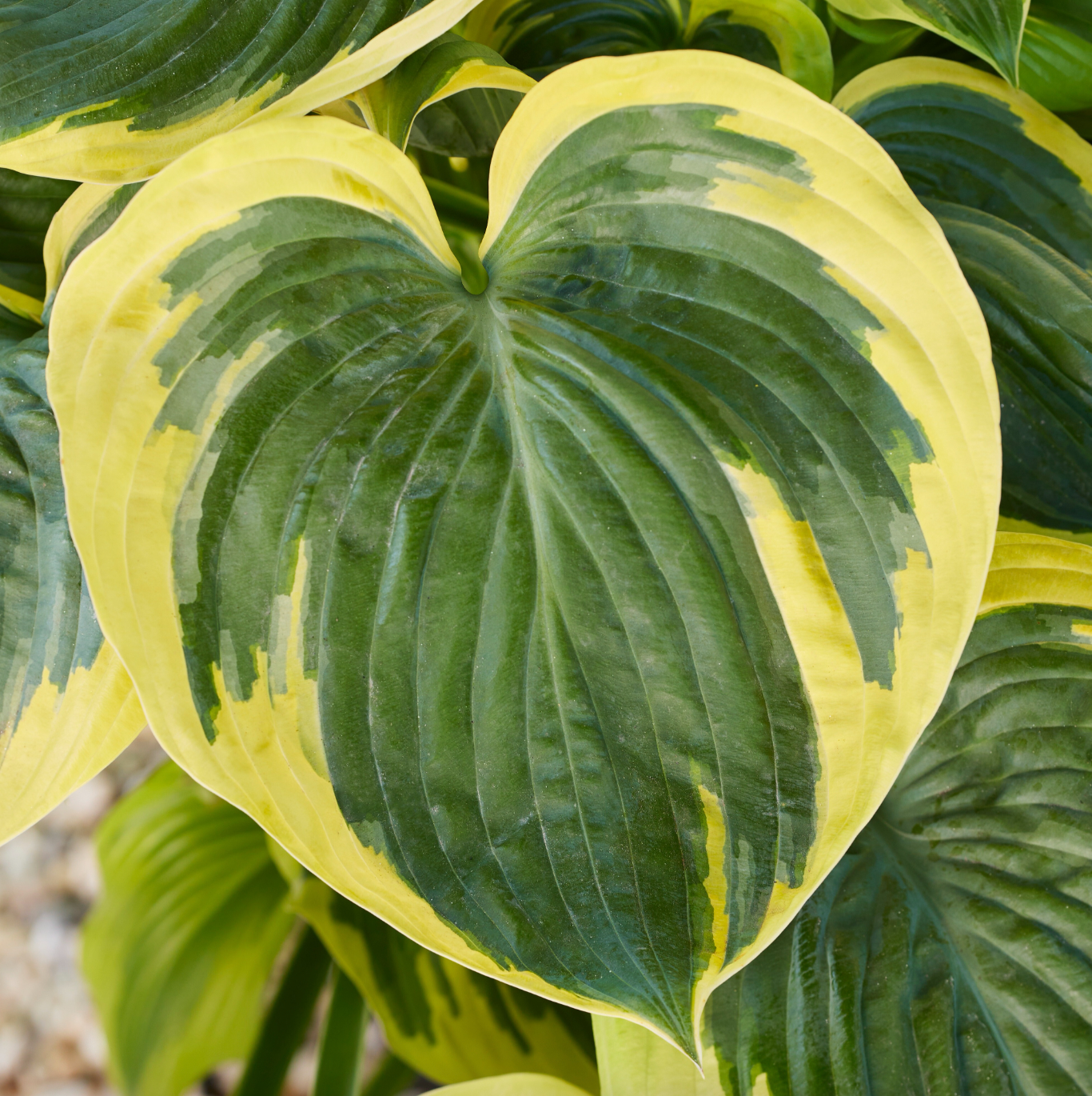 Broadband Hosta