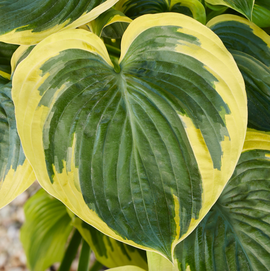 Broadband Hosta