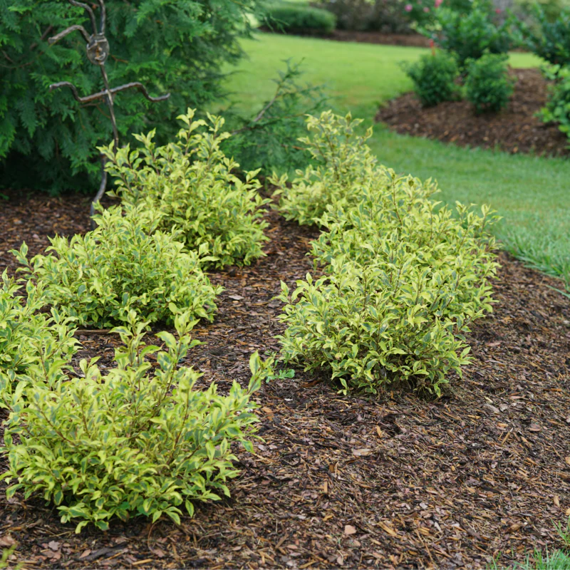 Bubbly Wine® Weigela | Weigela florida