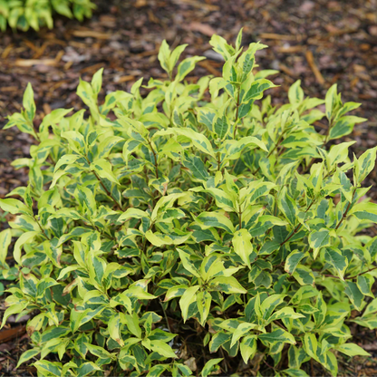 Bubbly Wine® Weigela | Weigela florida