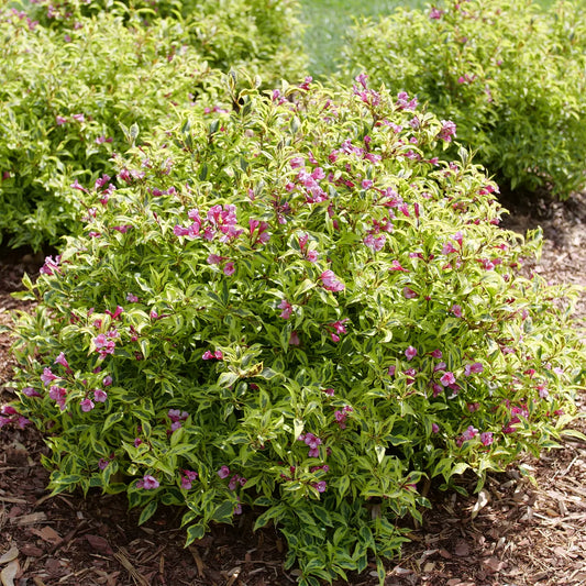 Bubbly Wine® Weigela | Weigela florida