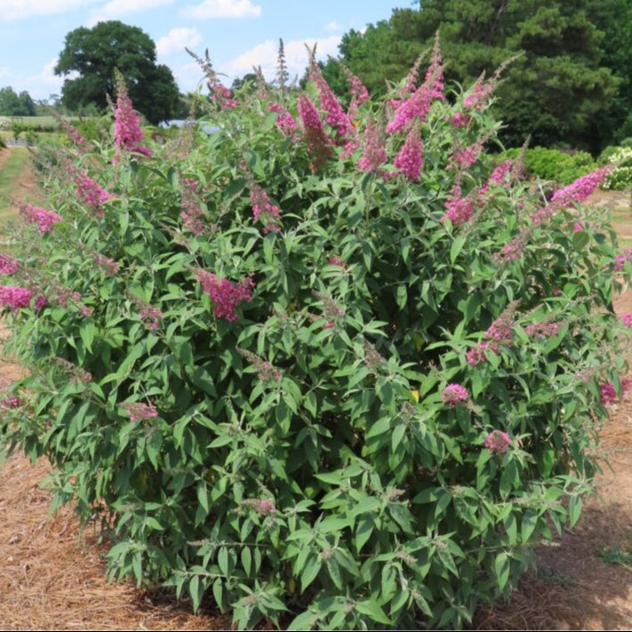 Trippy Pink® Butterfly Bush | Buddleia davidii 'Bailbudone'