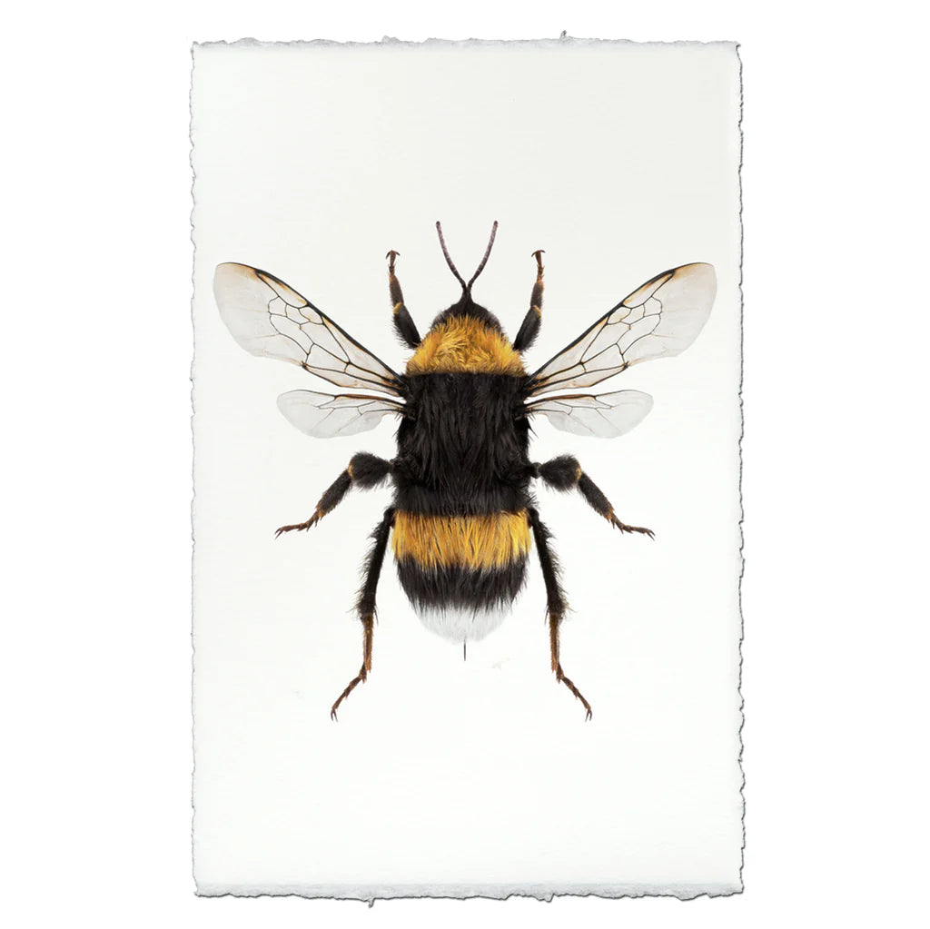 Insect Framed Prints - Barloga Studios