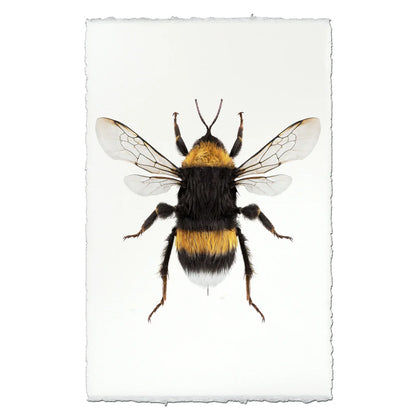 Insect Framed Prints - Barloga Studios