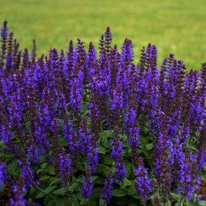 'Bumbleblue' Salvia | Salvia nemorosa