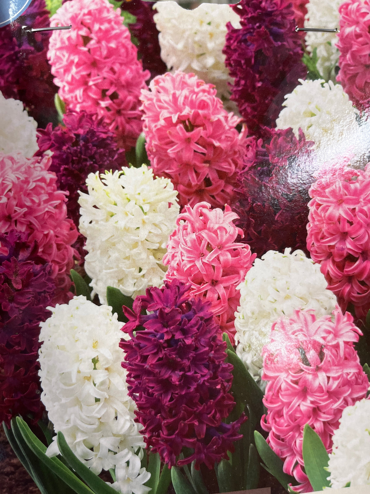 Hyacinth Valentine Mixture 12 CT