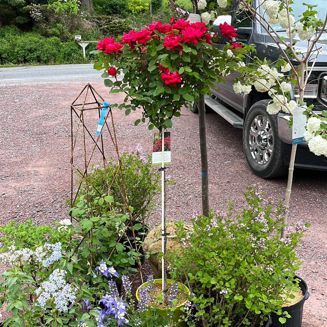 Red Double Knock Out Rose Tree-Form | Rosa