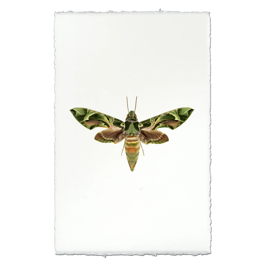 Insect Framed Prints - Barloga Studios