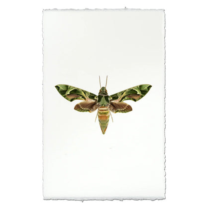 Insect Framed Prints - Barloga Studios
