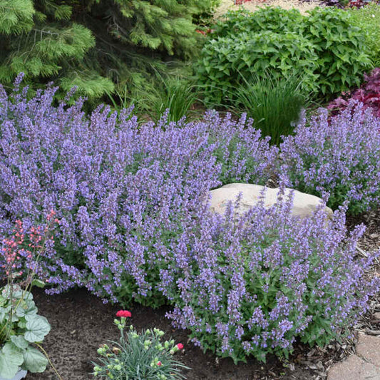 'Cat's Meow' Catmint | Nepeta faassenii
