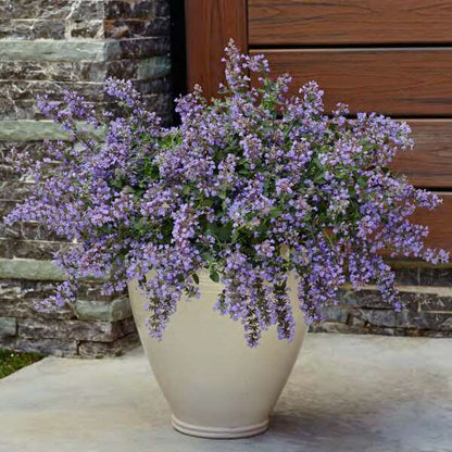 'Cat's Meow' Catmint | Nepeta faassenii