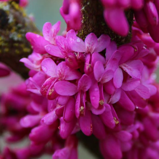 Northern Herald® Redbud Tree | Cercis canadensis