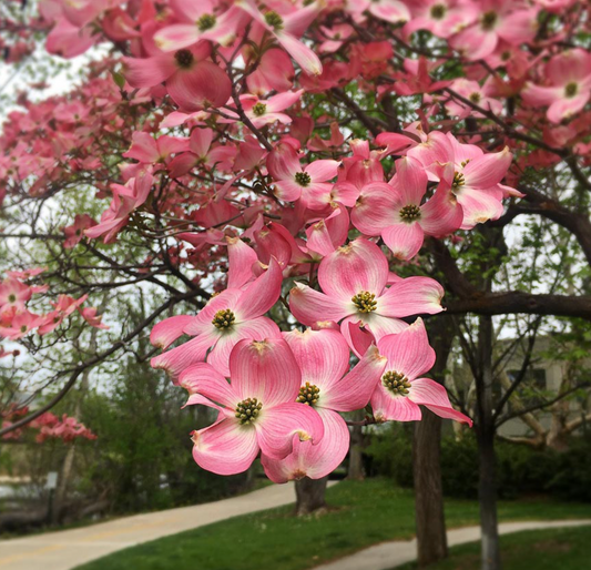 'Cherokee Brave' Dogwood | Cornus florida