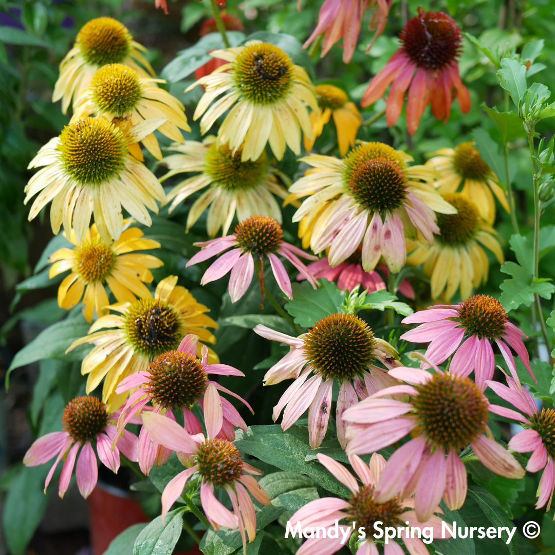 'Cheyenne Spirit' Coneflower | Echinacea