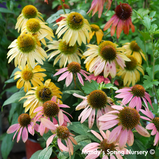 'Cheyenne Spirit' Coneflower | Echinacea