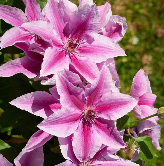 Boulevard® Yuan™ Clematis