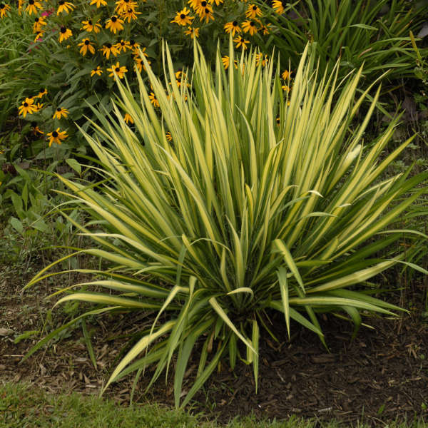 Color Guard Yucca | Yucca filamentosa – Mandy Spring Farm Nursery