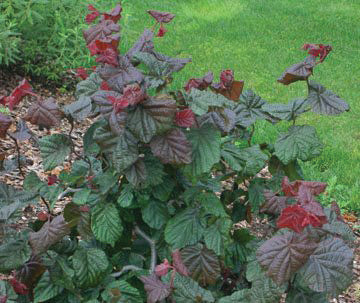 Red Dragon European Filbert | Corylus avellana contorta 'Red Dragon' PP20,694