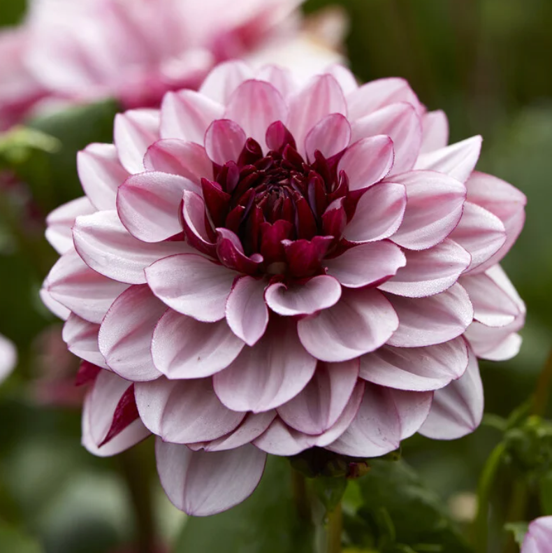 Dahlia Tubers