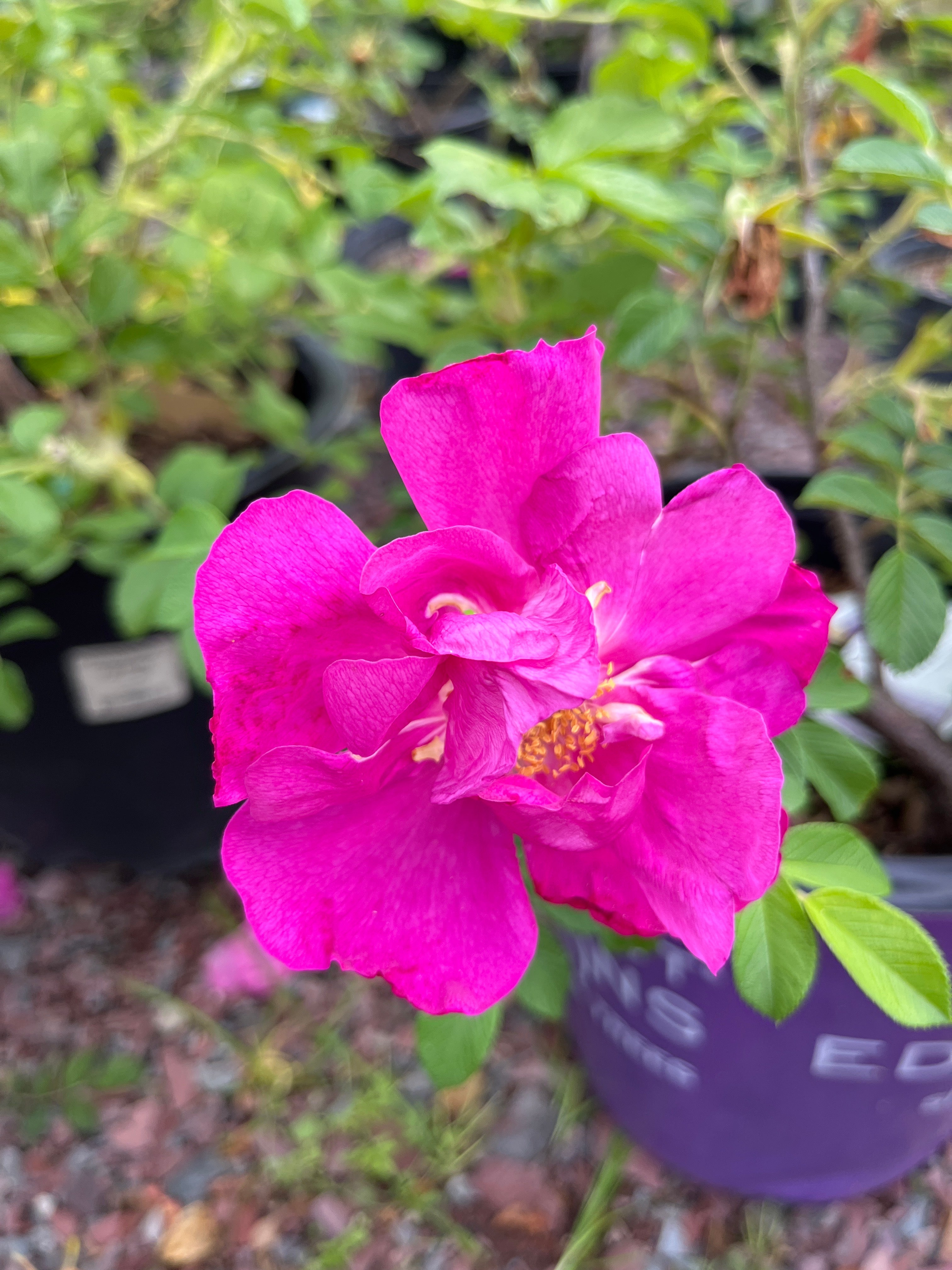 Lotty's Love Rugosa Rose | Rosa rugosa – Mandy Spring Farm Nursery