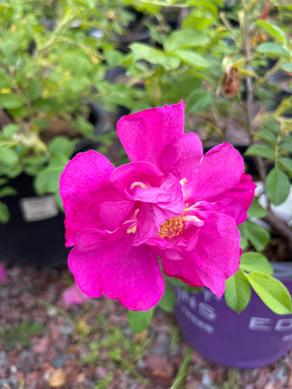 Lotty's Love Rugosa Rose | Rosa rugosa