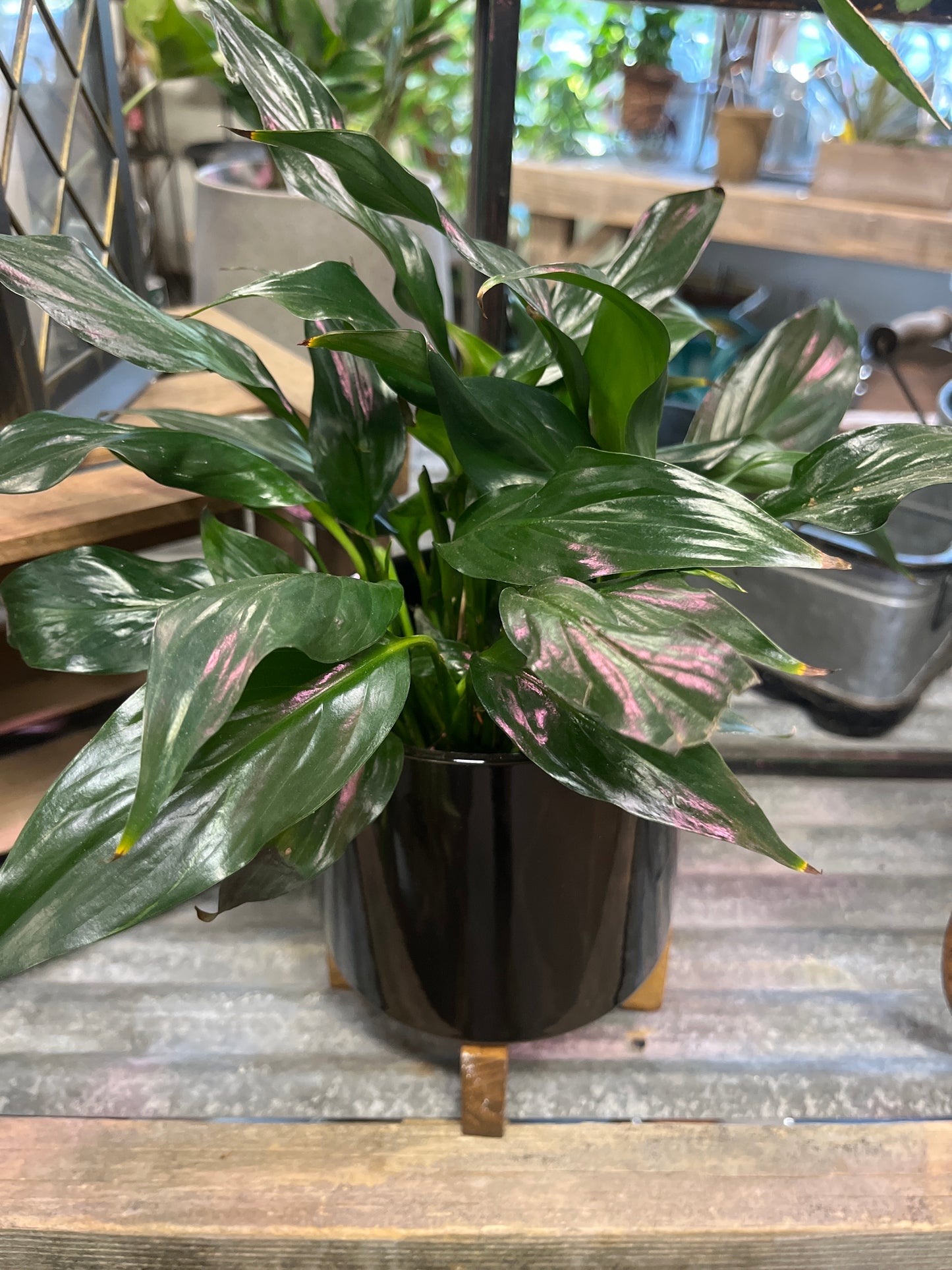 Mandy's Indoor Plants