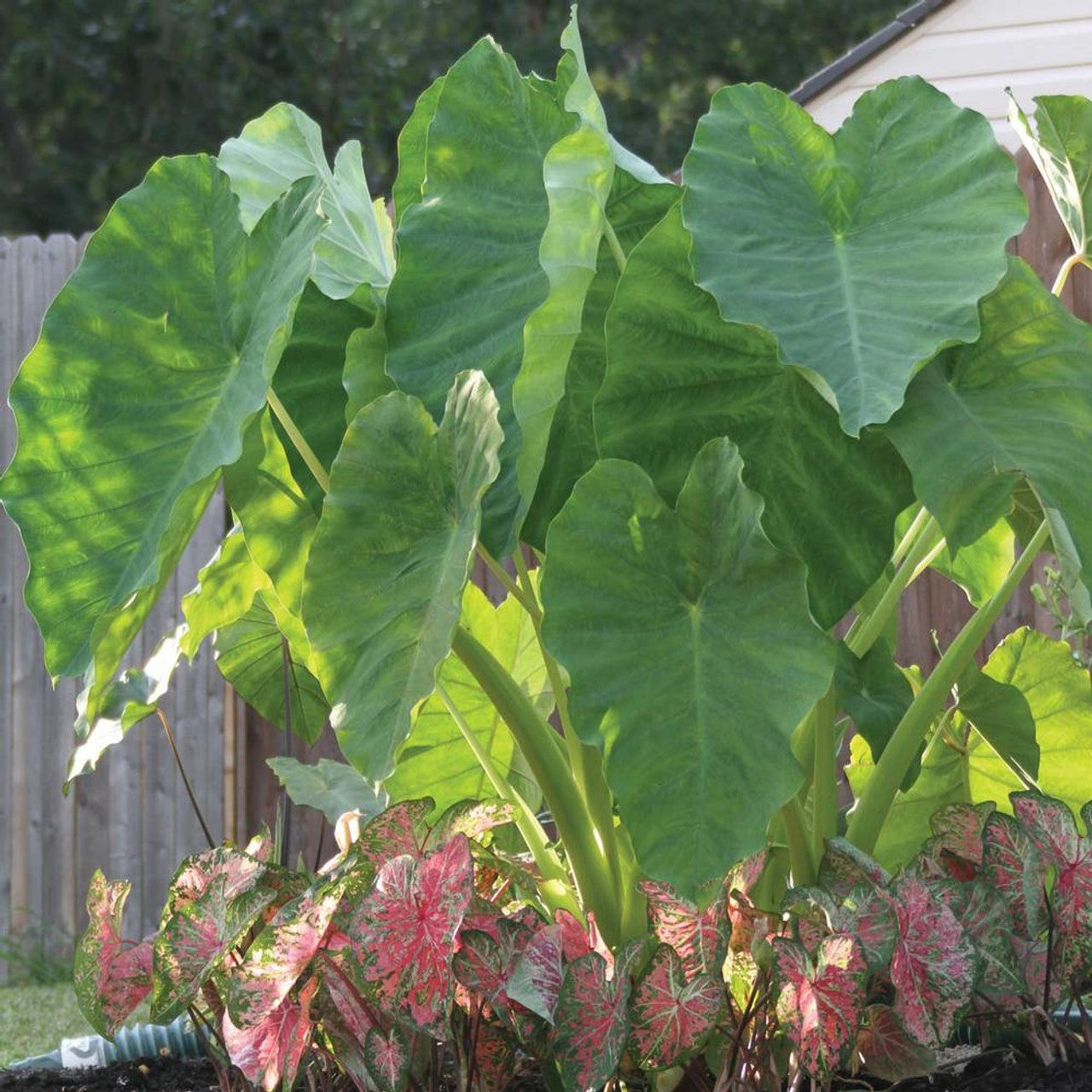 elephant ear plant zone Elephant Ear