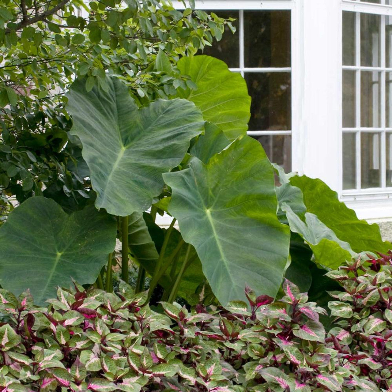 elephant ear plant landscape Elephant Ear