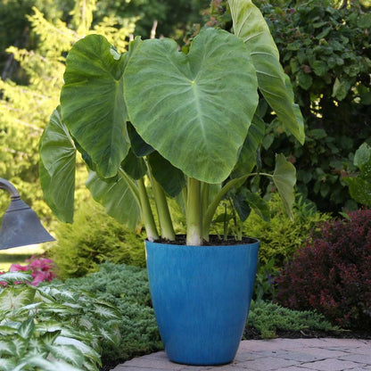 elephant ear plant in spanish Elephant Ear