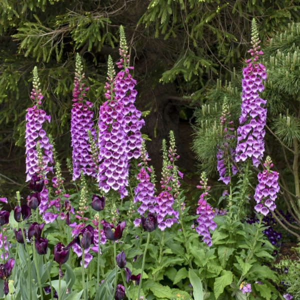 'Dalmatian Purple' Foxglove | Digitalis purpurea