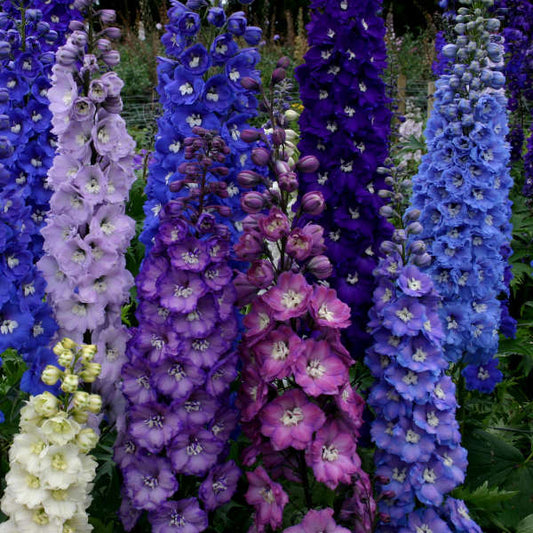 Delphinium New Zealand 'Stars'