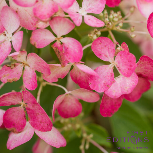Diamond Rouge® Panicle Hydrangea | Hydrangea paniculata