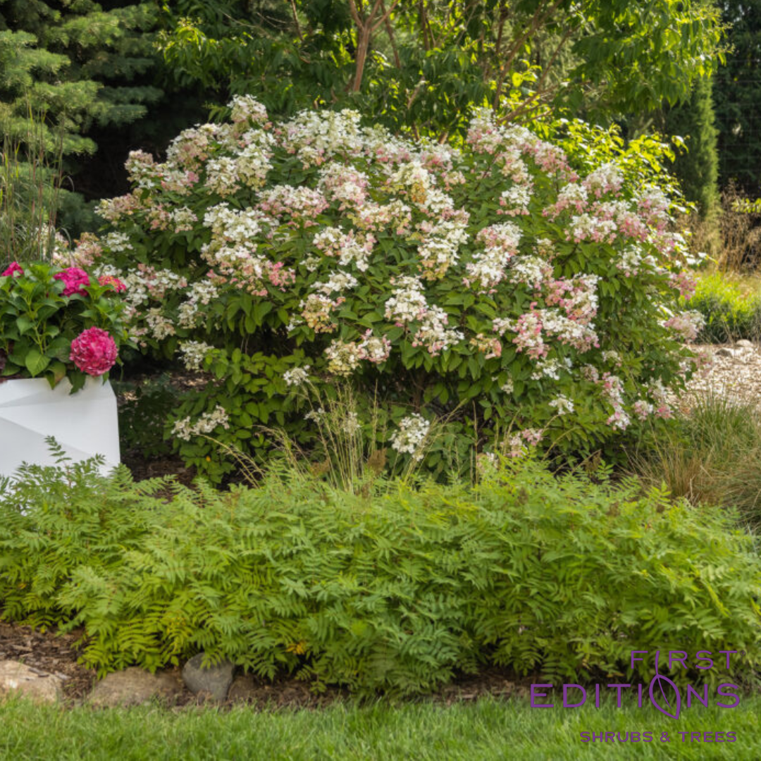 Diamond Rouge® Panicle Hydrangea | Hydrangea paniculata