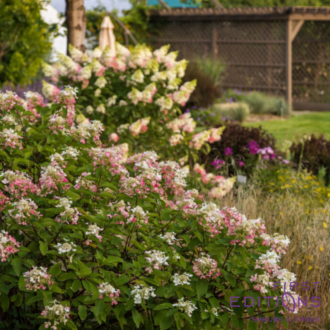 Diamond Rouge® Panicle Hydrangea | Hydrangea paniculata