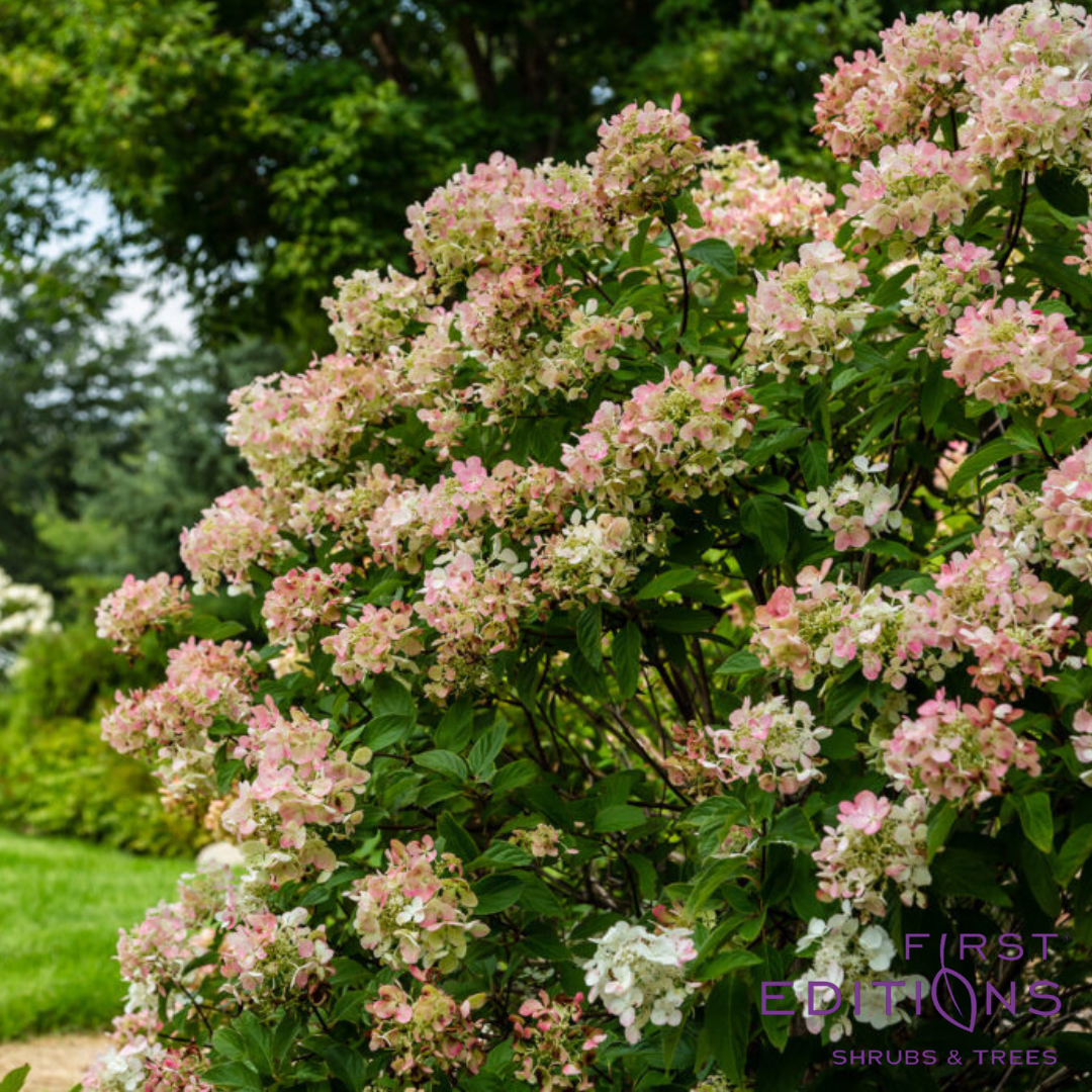 Diamond Rouge® Panicle Hydrangea | Hydrangea paniculata