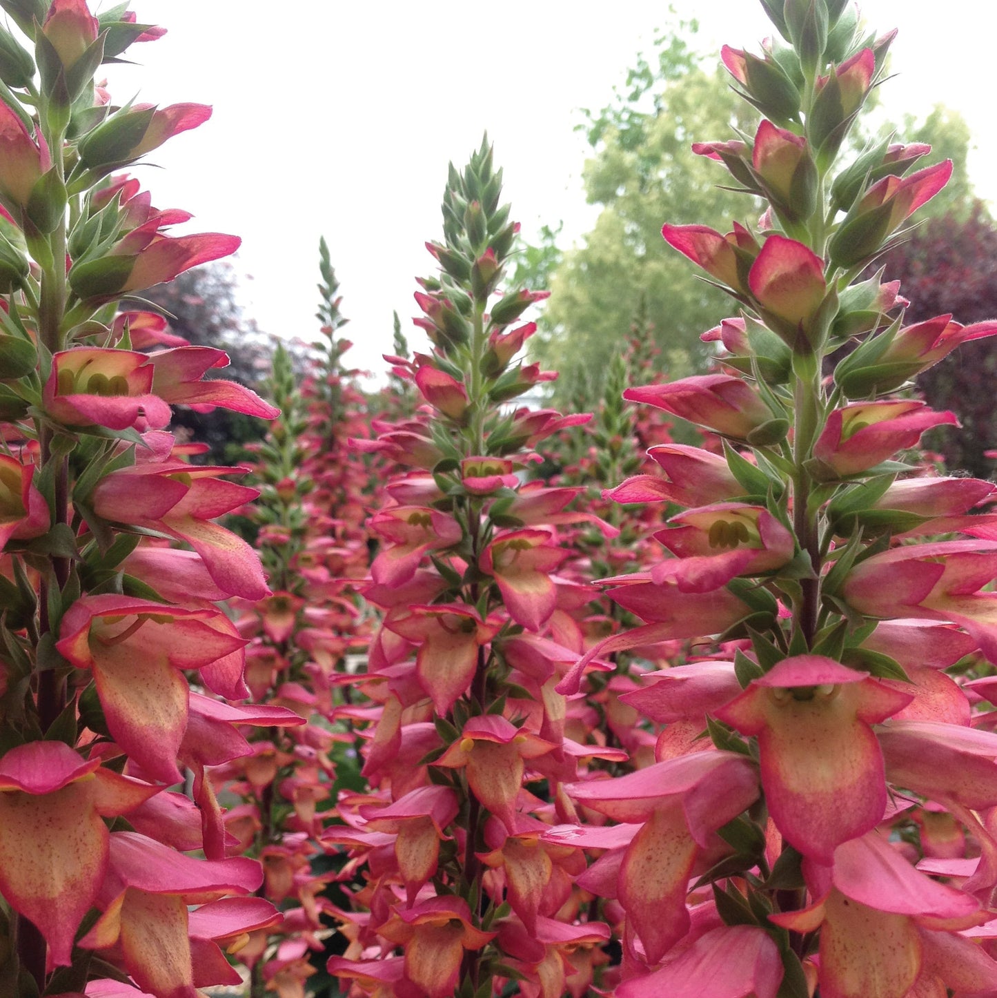 Illumination® Flame Hybrid Foxglove | Digiplexis 'Flame'