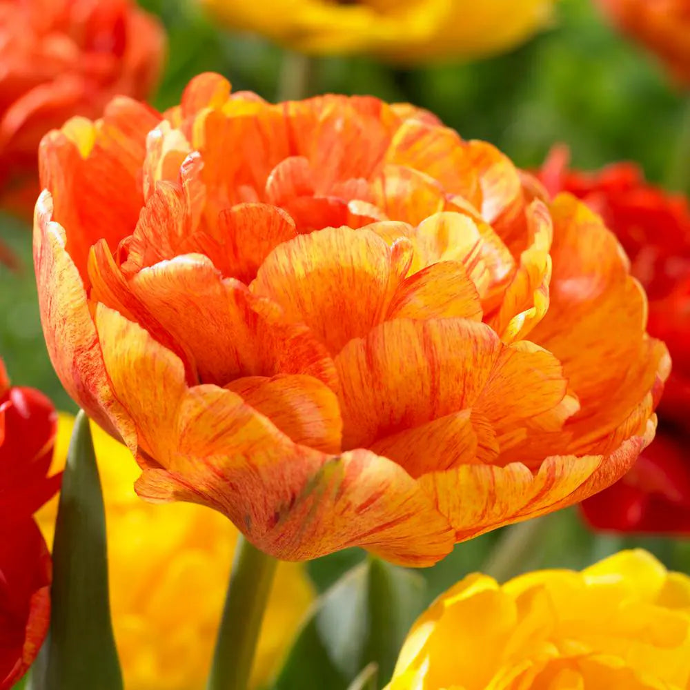 Sun Lover Tulips - 7 Bulbs
